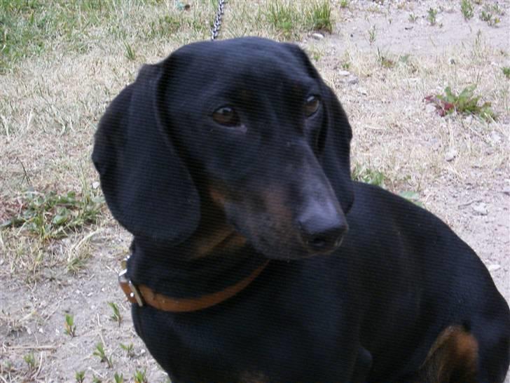 Gravhund | Ebba billede 19