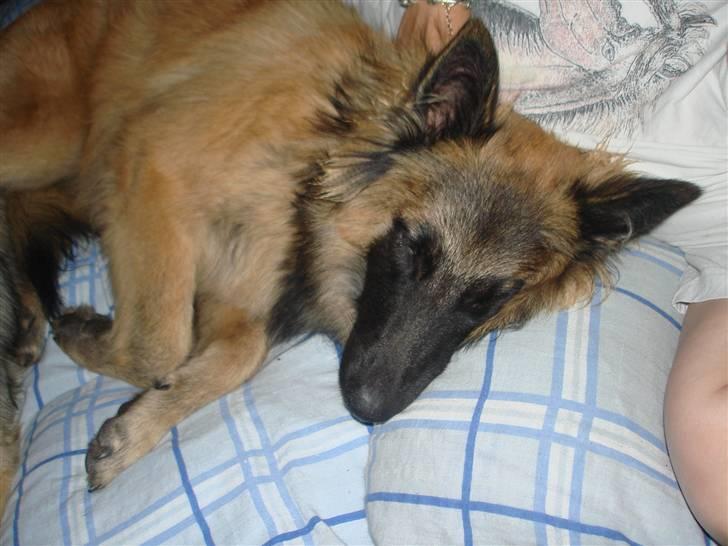 Tervueren Ask A Flame Of Pride - Elsker at ligge på pude når jeg får lov til det billede 12