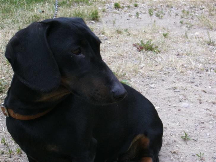 Gravhund | Ebba billede 20