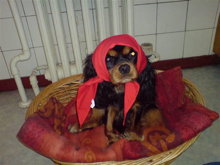 Cavalier king charles spaniel Daisy <3 - hihi....daisy leger rødhatte :D billede 7
