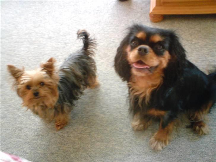 Cavalier king charles spaniel Daisy <3 - det er miin bedste veninde Tabsi :D da jeg var baby var hun lige som miin mor billede 10