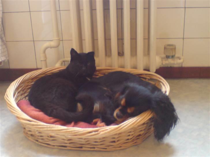 Cavalier king charles spaniel Daisy <3 - det var micky vores gamle kat som desværre er død :(  billede 11