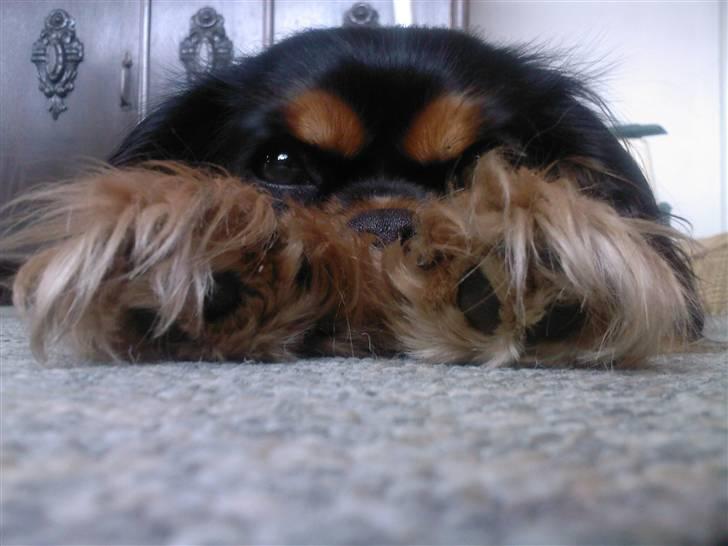 Cavalier king charles spaniel Daisy <3 - tzz ?! daisy du er bare sød :D elsker dig :P  billede 13