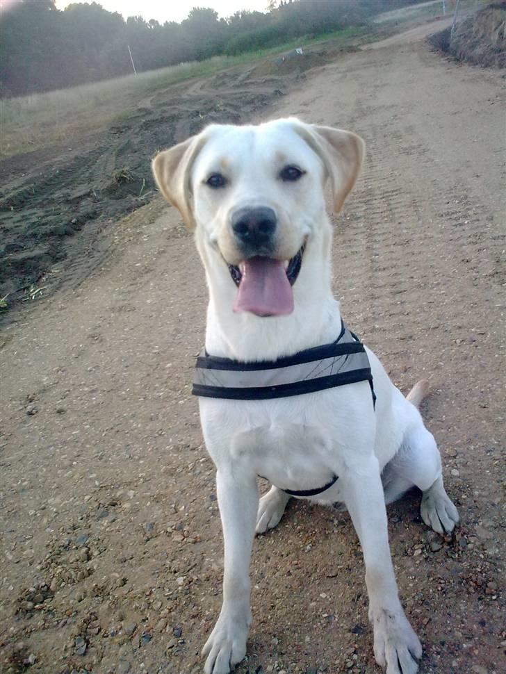 Labrador retriever Luna billede 1