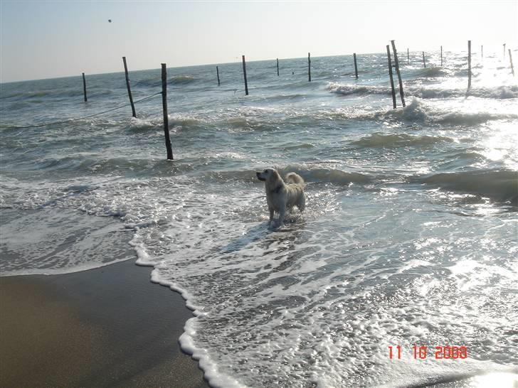 Golden retriever Bella - Vandhunden Bella billede 1