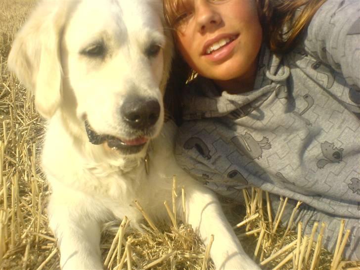 Golden retriever Bella - hih se mig<3 billede 2