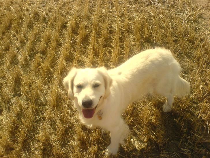 Golden retriever Bella - jeg løber lige okay:D billede 3