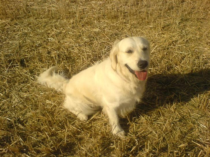 Golden retriever Bella - Jeg sidder lige her et øjeblik til du har vent dig om så jeg kan løbe væk :D billede 4