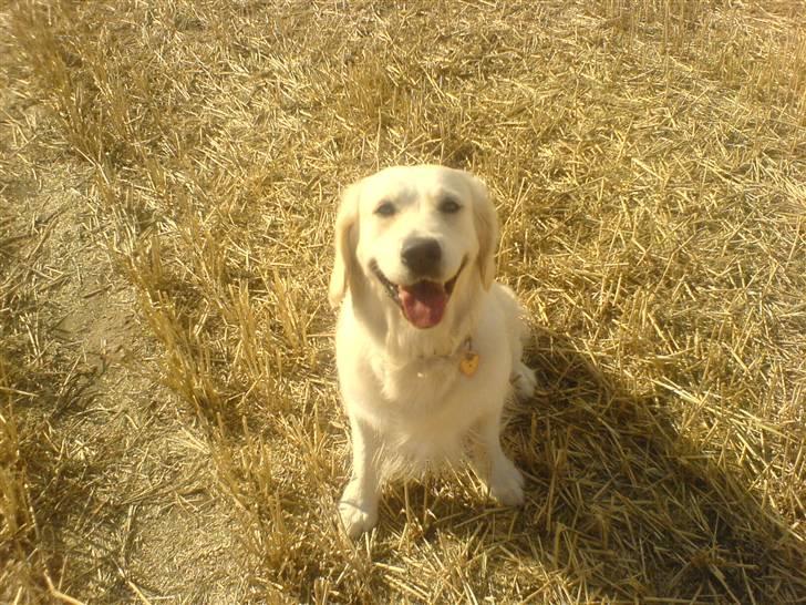 Golden retriever Bella - heej <3 billede 5