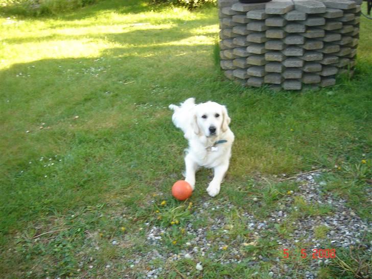 Golden retriever Bella - Se min bold er den ikke fin ?<3 billede 6
