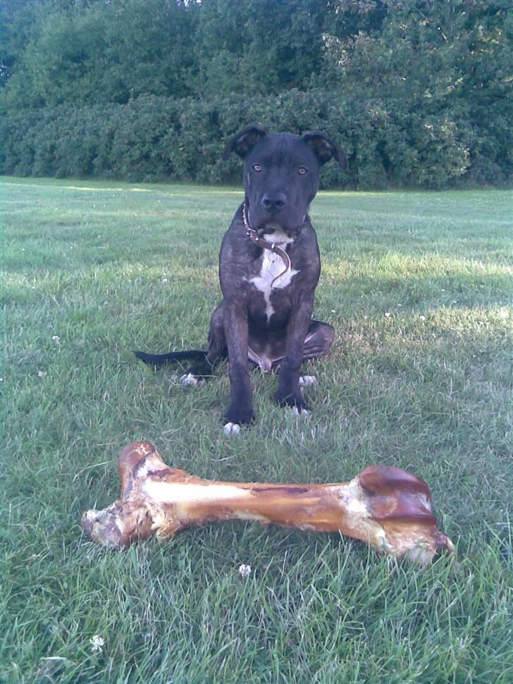 Amerikansk staffordshire terrier Brian ! R.I.P ='(  - MIT !!  billede 11