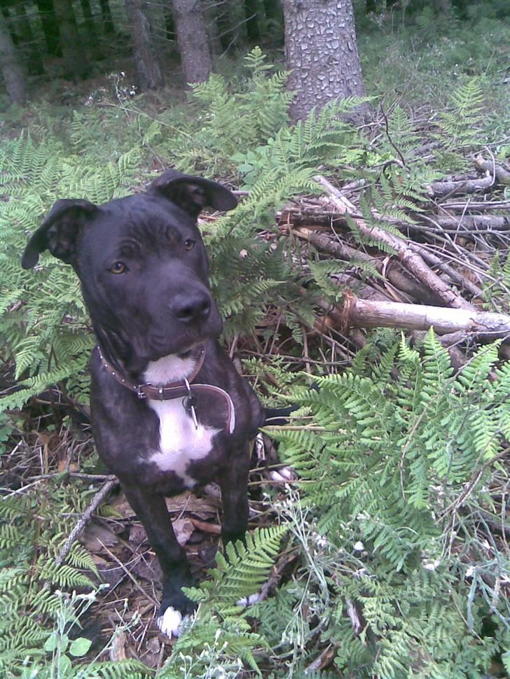 Amerikansk staffordshire terrier Brian ! R.I.P ='(  - model i skoven billede 12