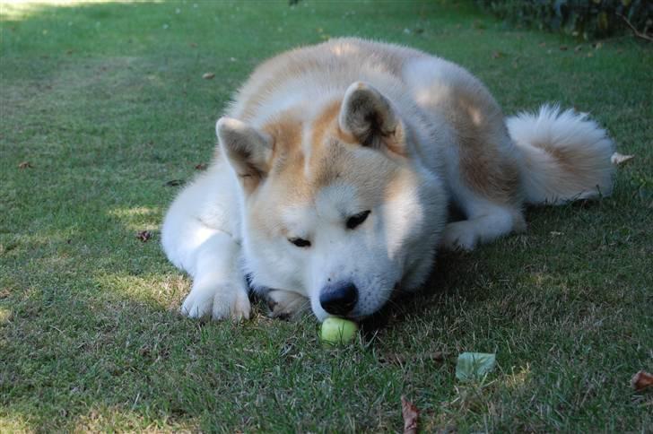 Akita inu Silver - "Et æble om dagen, holder dyrelægen væk" billede 8