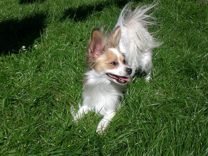 Papillon Balou  billede 6