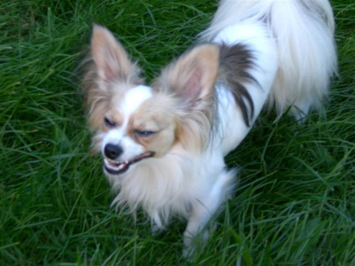 Papillon Balou  - Så farlig kan han se ud :o) billede 10