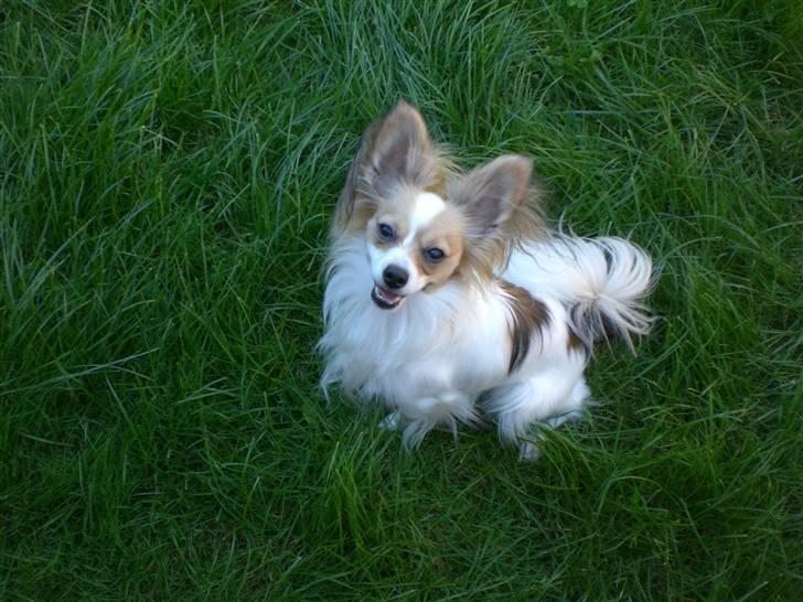 Papillon Balou  - så sød han ser ud.... billede 3