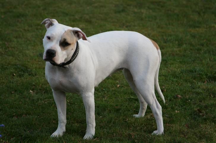 Amerikansk staffordshire terrier Ally (lulle) - smukke ally som model :) billede 1