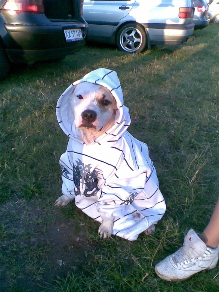 Amerikansk staffordshire terrier Ally (lulle) - hehe hun var lidt våd da hun skulle ind i bilen, så hun fik lige en trøje på ;) billede 2