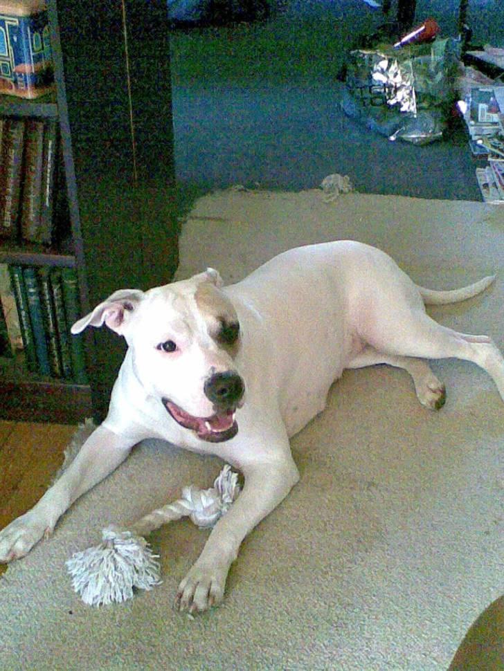 Amerikansk staffordshire terrier Ally (lulle) billede 5