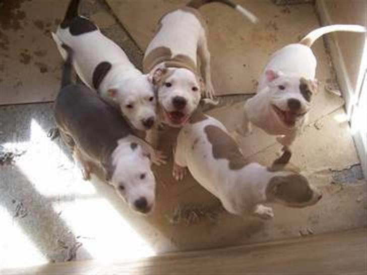 Amerikansk staffordshire terrier Ally (lulle) - Ally med alle sine søskende... hende længst til højre, den vilde af dem ;) billede 6