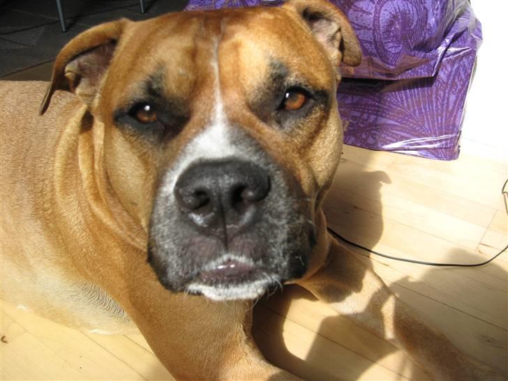 Amerikansk staffordshire terrier Cosmo (Tyson) R.I.P 30-6-2011 billede 18