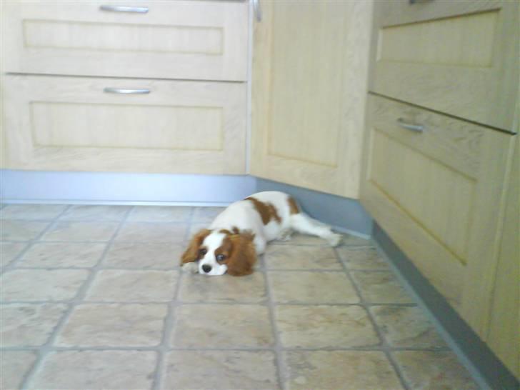 Cavalier king charles spaniel Greenland´s Esmeralda billede 8