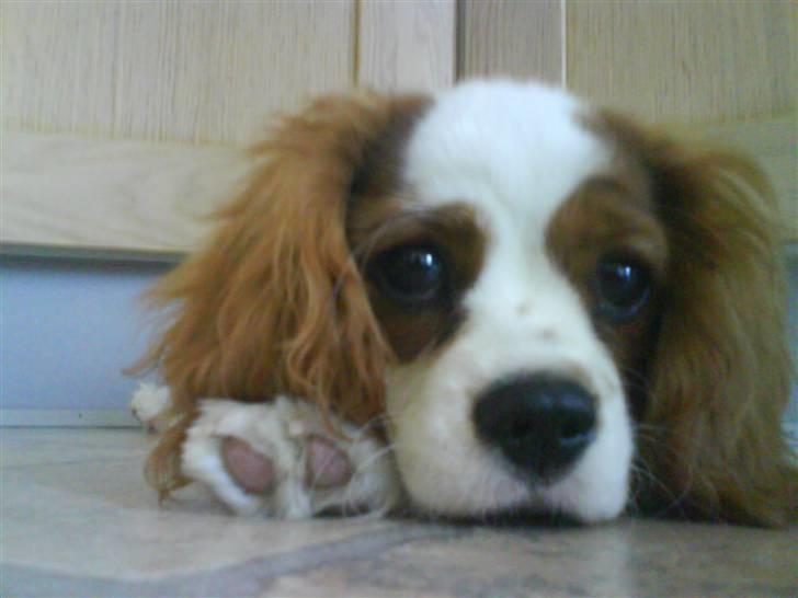 Cavalier king charles spaniel Greenland´s Esmeralda billede 9