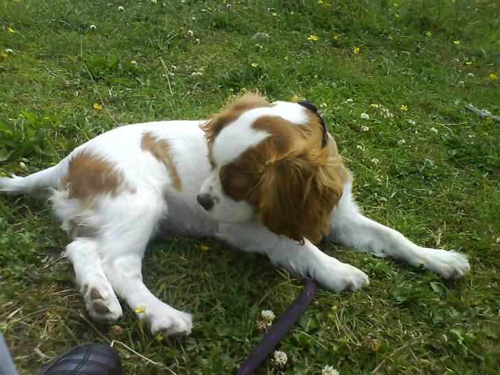 Cavalier king charles spaniel Greenland´s Esmeralda billede 10