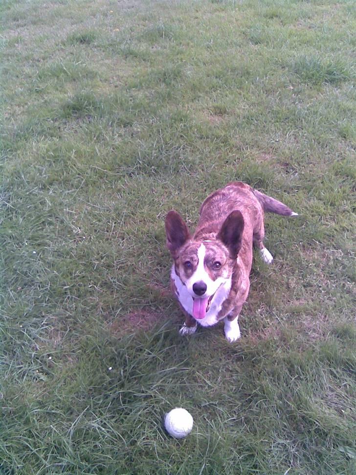 Welsh corgi cardigan Tanja RIP. 18/5 2014 billede 19