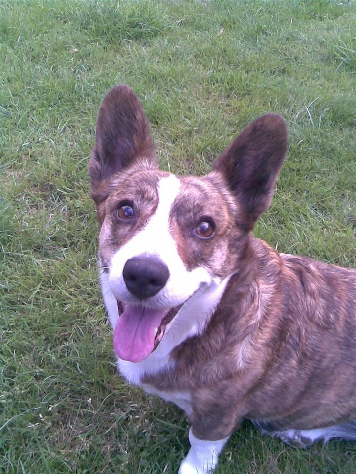 Welsh corgi cardigan Tanja RIP. 18/5 2014 billede 20