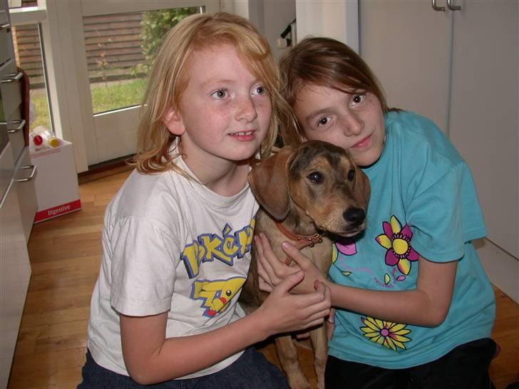 Blanding af racer Zorba DØD :( billede 2