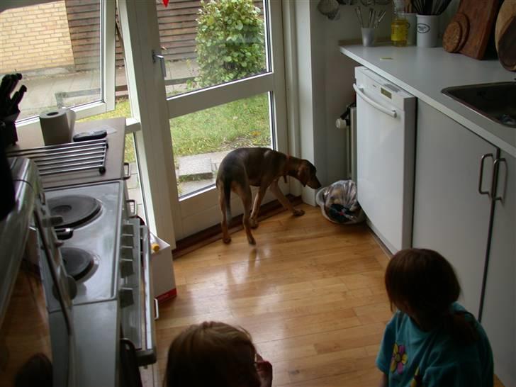 Blanding af racer Zorba DØD :( billede 3