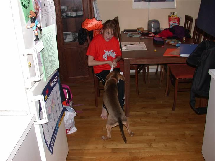 Blanding af racer Zorba DØD :( billede 4