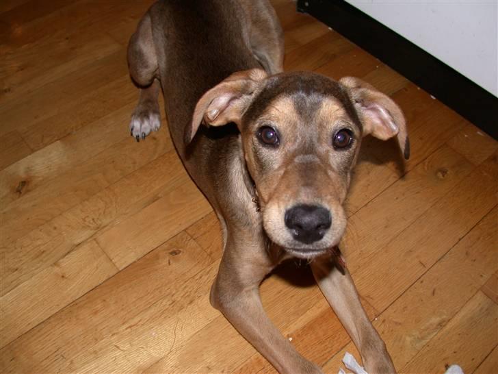 Blanding af racer Zorba DØD :( billede 5