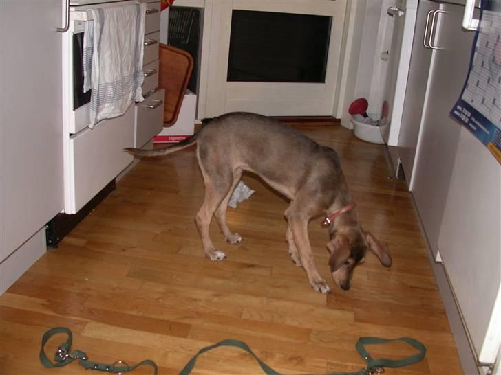 Blanding af racer Zorba DØD :( billede 6