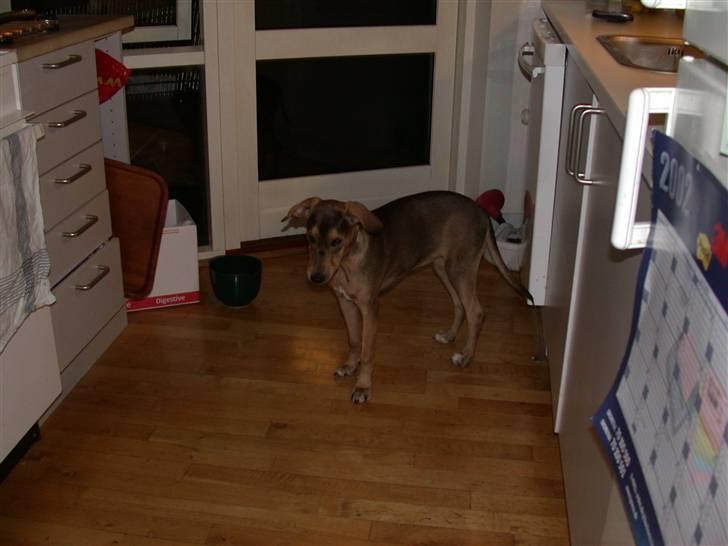 Blanding af racer Zorba DØD :( billede 7