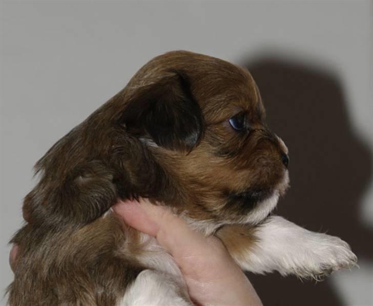 Lhasa apso Sofus billede 15