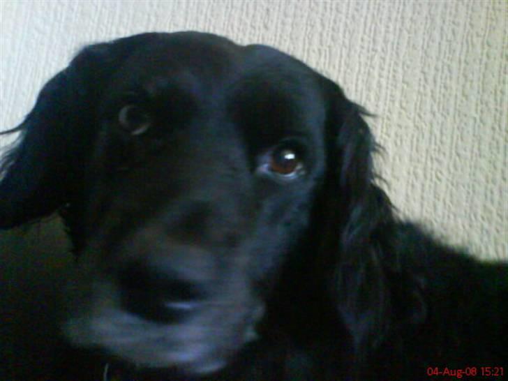 Blanding af racer Mini Mol (Molly) billede 2