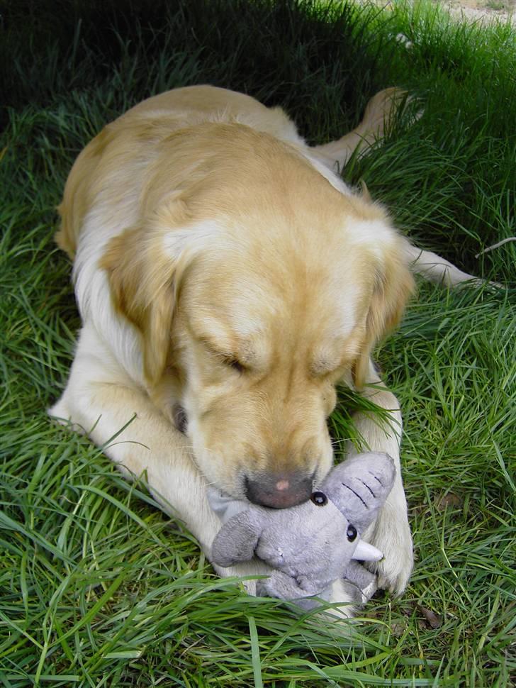 Labrador retriever Buzzie  - Her ligger han og tykker i sin bamse ... er han ikke sød ?? billede 1