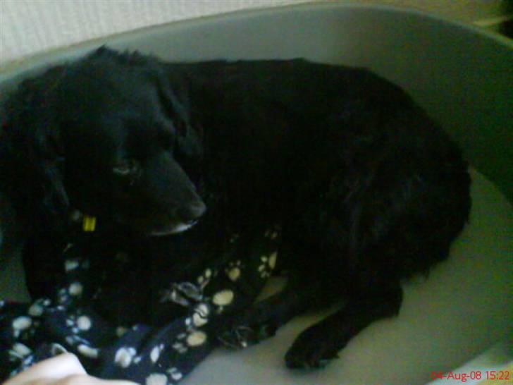 Blanding af racer Mini Mol (Molly) billede 3