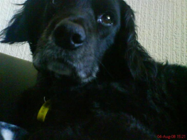 Blanding af racer Mini Mol (Molly) billede 4