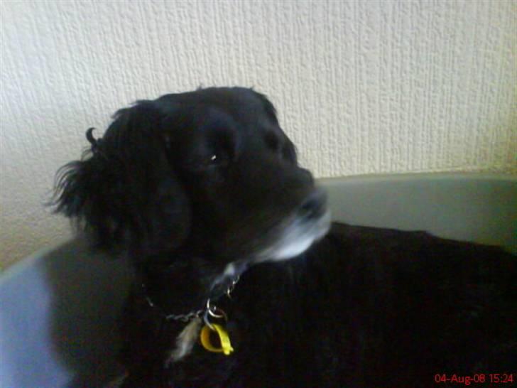 Blanding af racer Mini Mol (Molly) billede 5