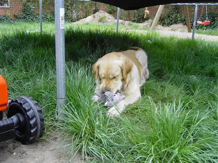 Labrador retriever Buzzie  - og her ligger han igen og tygger på sin bamse ... billede 2