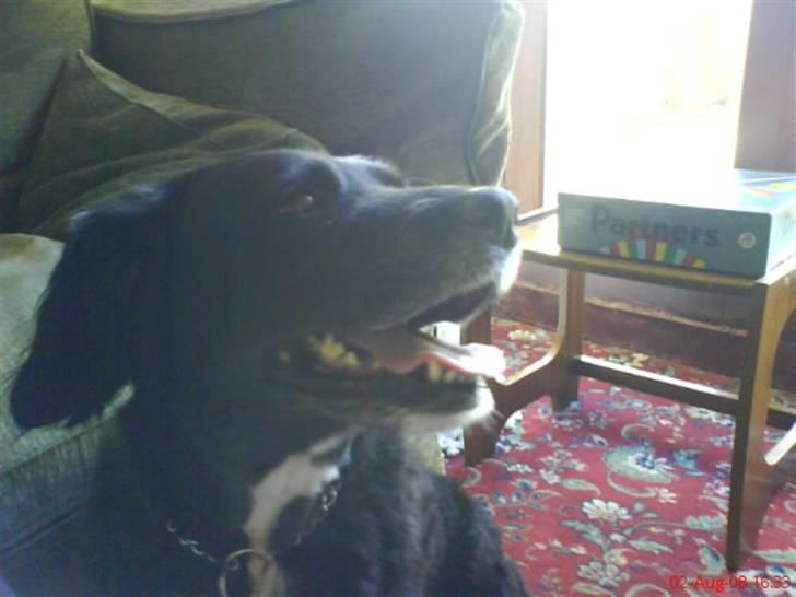 Blanding af racer Mini Mol (Molly) billede 6