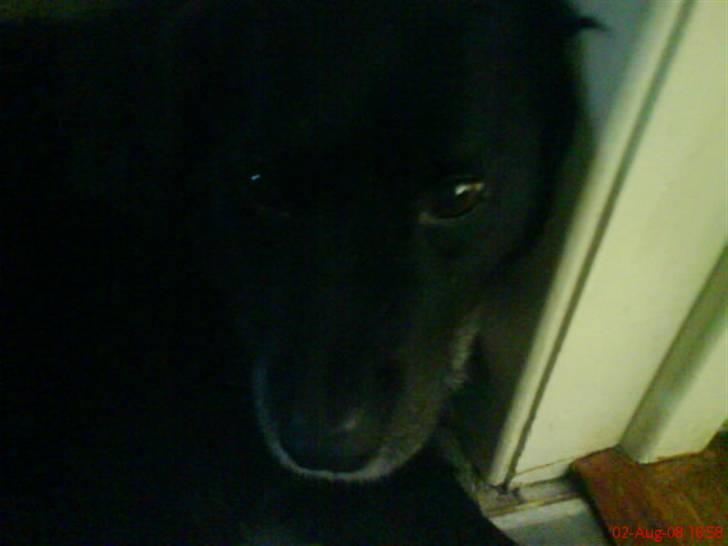 Blanding af racer Mini Mol (Molly) - se jeg er en kat weeheeeeeee billede 7