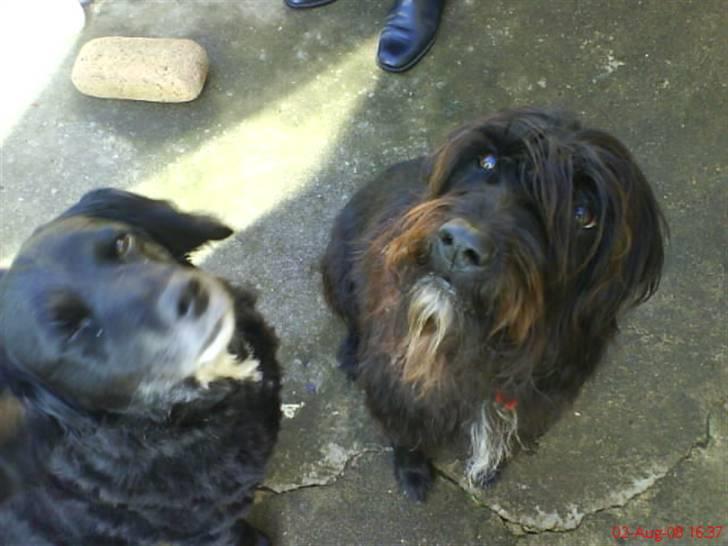 Blanding af racer Mini Mol (Molly) - mig og Sally billede 8