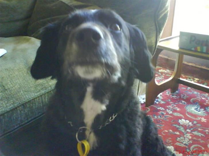 Blanding af racer Mini Mol (Molly) - gi´ mig nu det skinke, sidder jeg ikke pænt??<33 billede 9