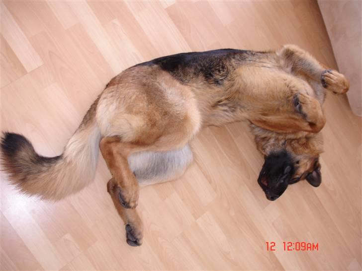Schæferhund  ' Chijas Zacco (Willy) ' billede 15