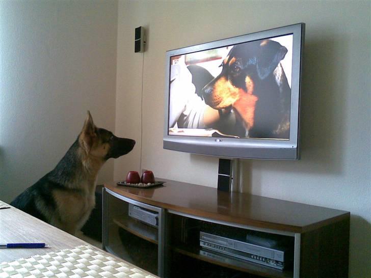 Schæferhund Payana - 6 måneder.. og meget opmærksom ;) billede 20