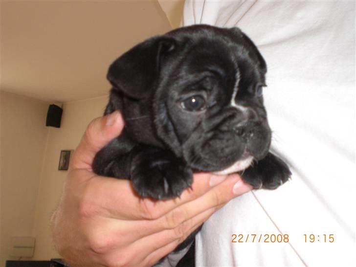 Fransk bulldog Eya billede 7